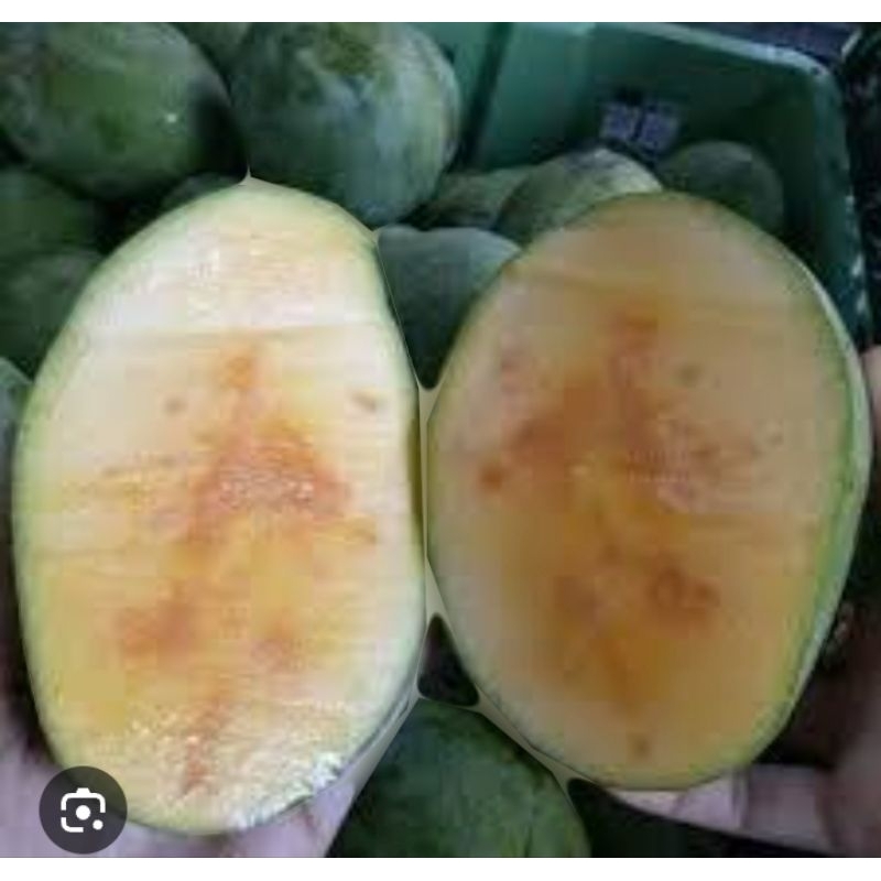 

mangga madu manis fresh 1kg jogja bantul
