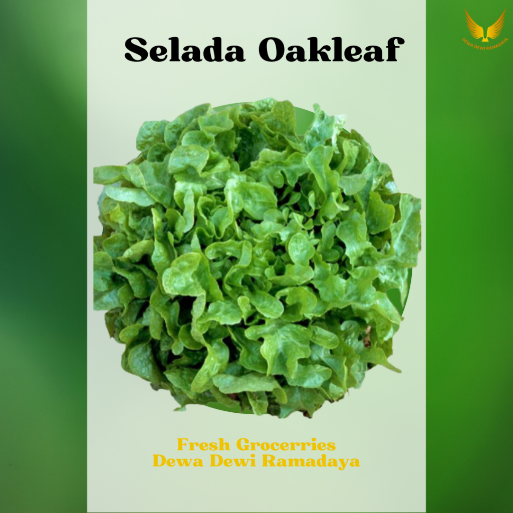 

Selada Okleaf Organik Dewa Dewi Rama Daya