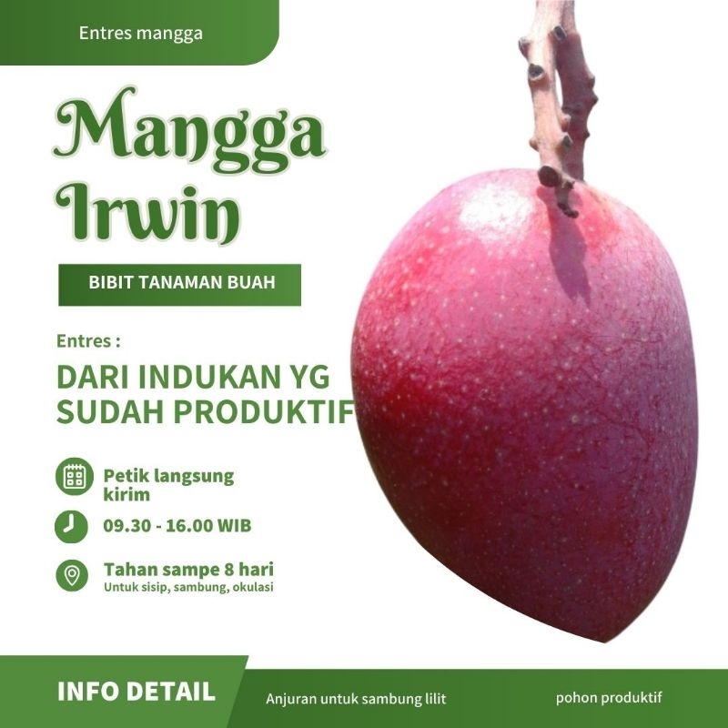 ENTRES MANGGA IRWIN