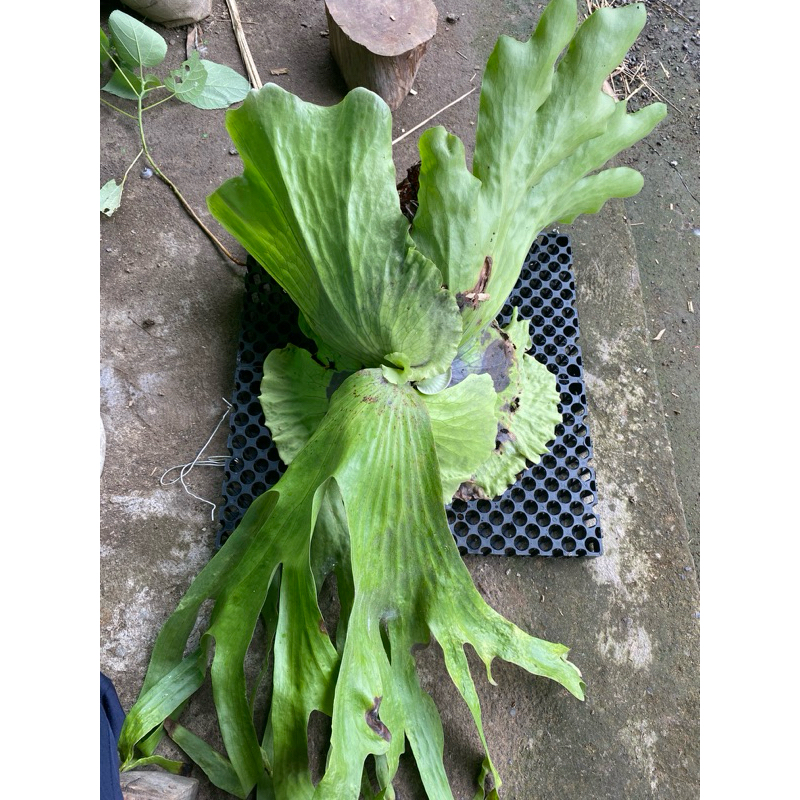 platycerium wandae/grande