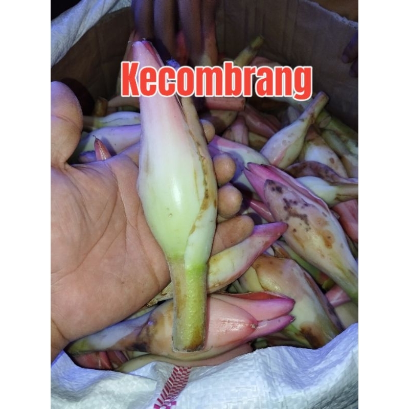 

kecombrang segar