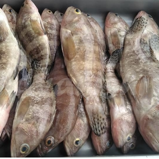 

Ikan Kerapu Segar Ikan Kerapu Kodok 1Kg
