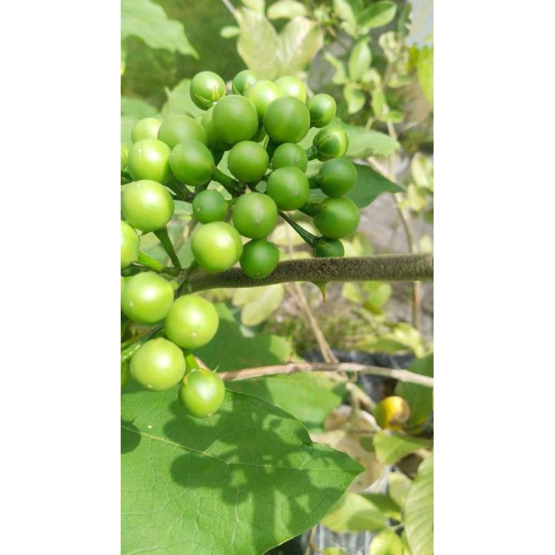 

Tkokak(solanum torvum)terong pipit atau rimbang 500 gram