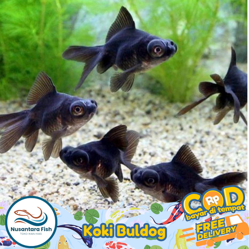 Ikan Hias Koki Buldog Penghilang Stress isi 5 ekor
