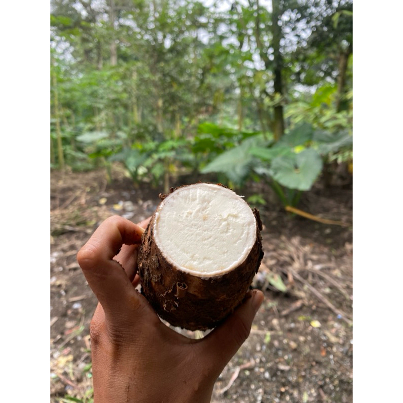 

Singkong Boyolali