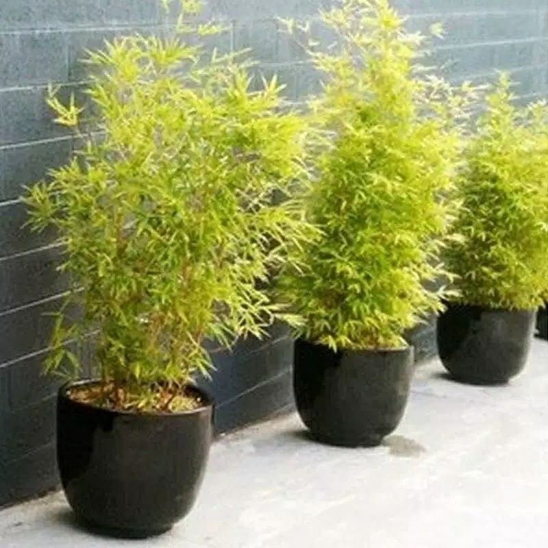 Bambu kuning mini bambu kuning hias
