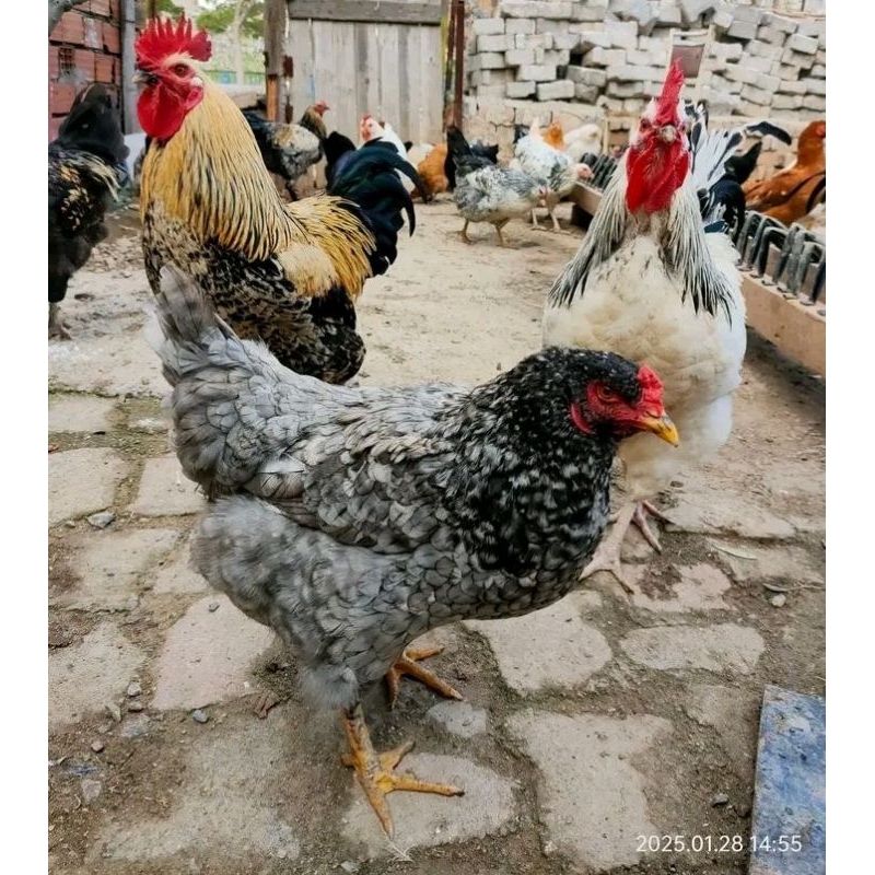 

telur ayam bangbroi fertil