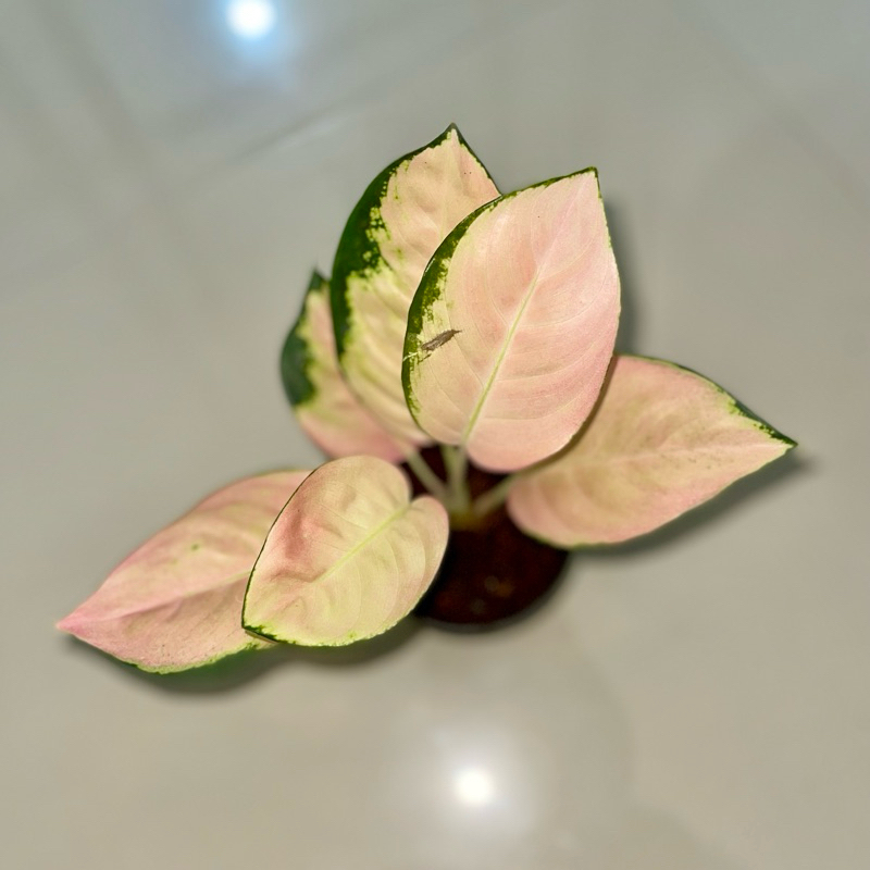 Aglaonema kochin cahaya