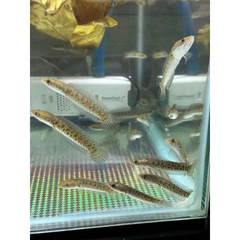 hiasan akuarium baby auranti maculata cb 8-10cm (terbatas)