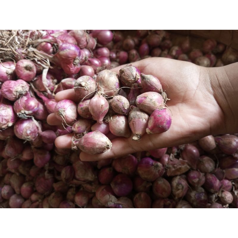 

Bawang Merah Sedang berat 500 gr dan 1 kg