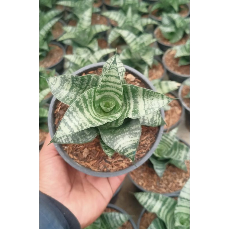 Sansevieria hybrid spider