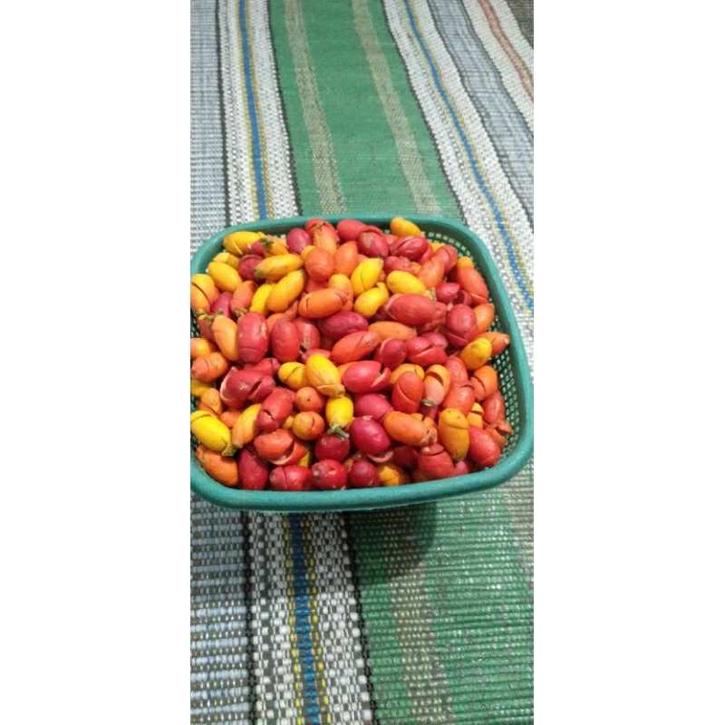 

CANGKANG MELINJO harga 22.000/kg