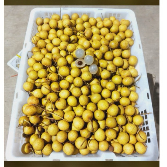 

Kelengkeng Manis Fresh 1kg