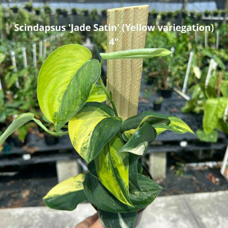 Tanaman Hias scindapsus jade satin varegated / variegata