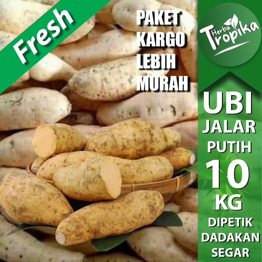 

Paket Kargo Umbi Ubi Jalar Putih 10 kg fresh kualitas unggul toko herba tropika