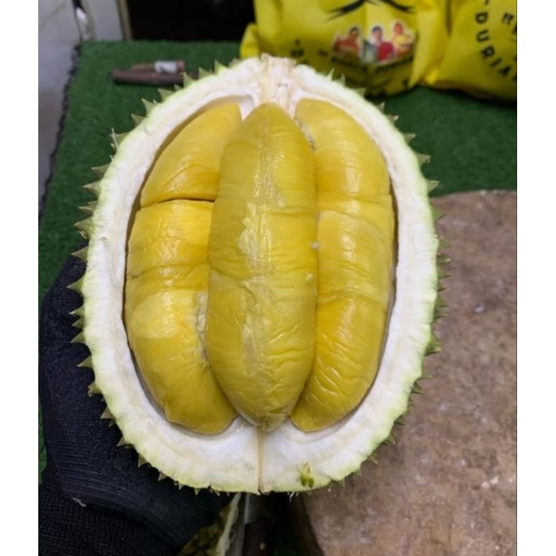 Bibit Durian Musang King Batang Besar siap untuk berbuah | Bibit Durian Musang King Tinggi 60cm lebi