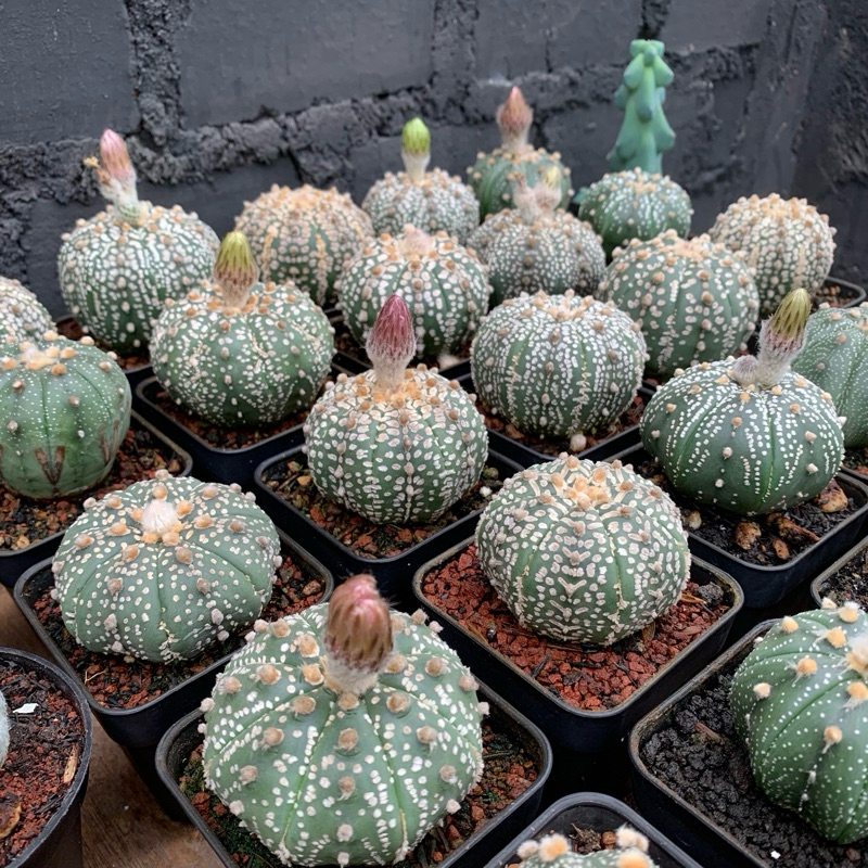 Paket 50 benih/biji kaktus Astro mix