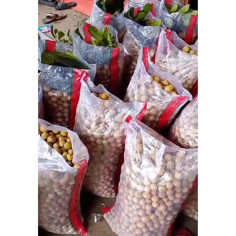 

Duku Asli Palembang Karungan Komering