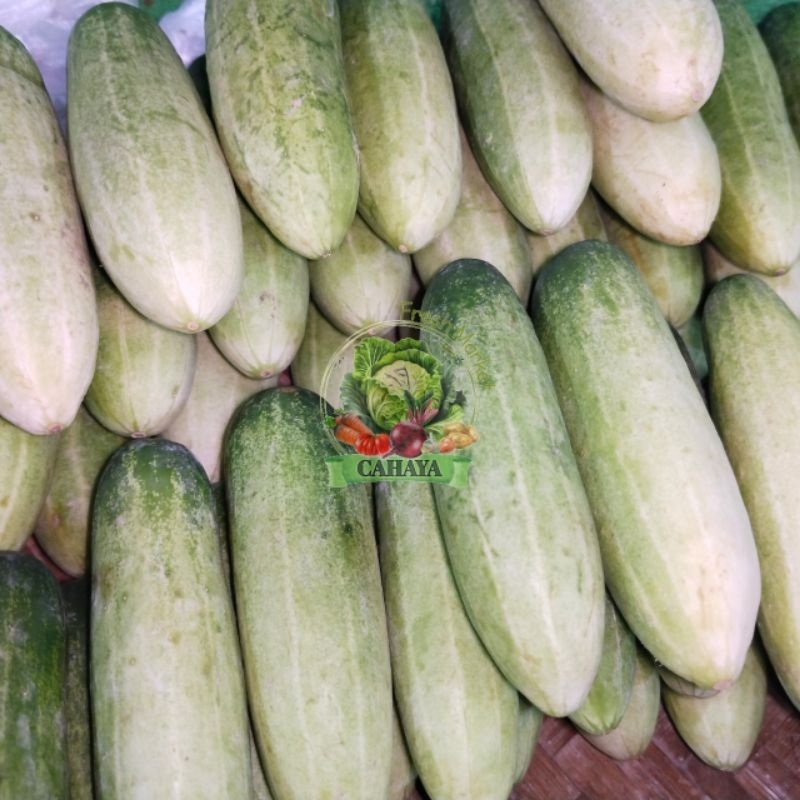 

Timun | Timun Kecil | Timun Lalap | Timun Manis | Timun Super