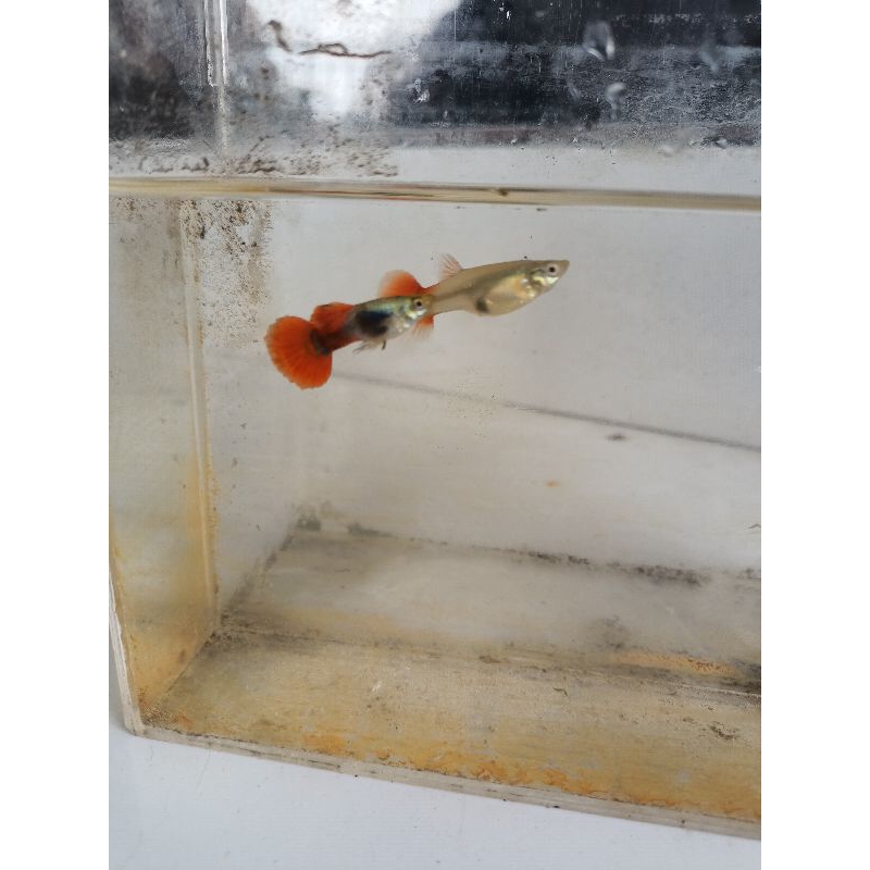 Hiasan aquarium Guppy PRTDE (1 pasang)