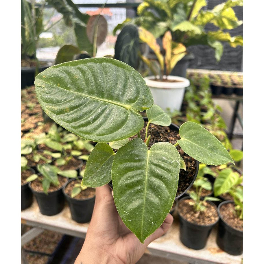Anthurium Veitchii | Kuping Gajah Veitchii l Bibit Anthurium Veitchii
