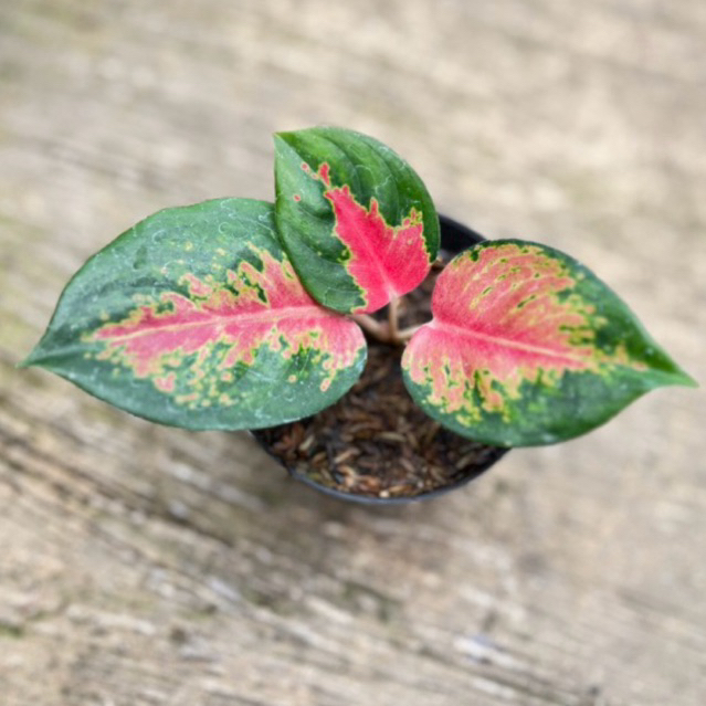 Tanaman Hias Aglaonema Lokal Kochin Brownies