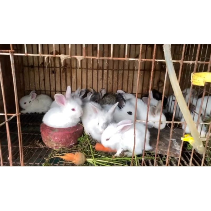 kelinci anggora lokal (rabbit)