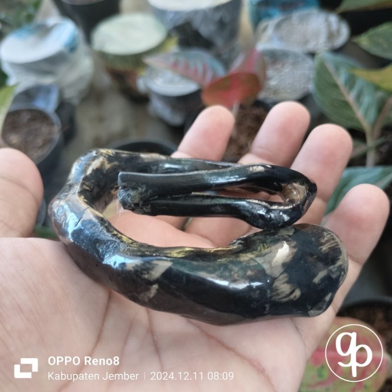 Gelang akar bahar bonggol gelang akar bahar jumbo gelang akar bahar combong