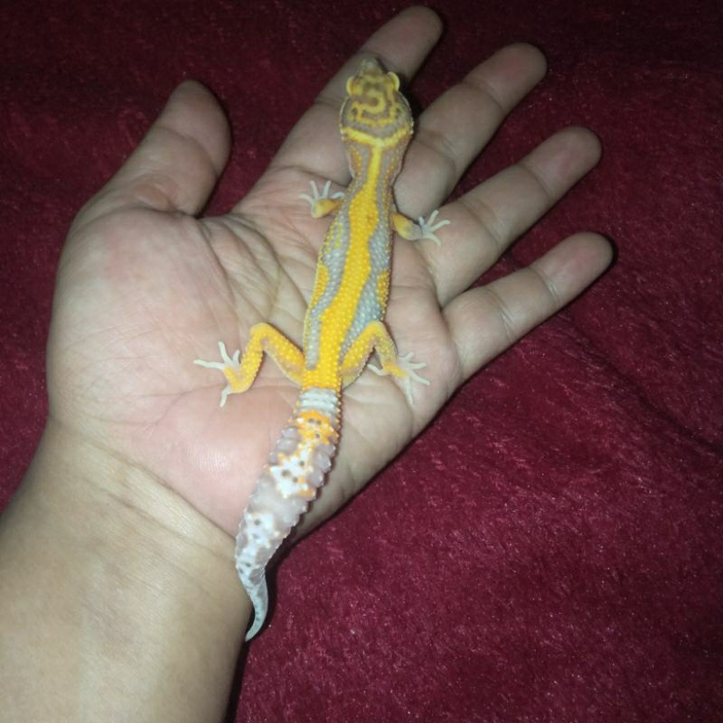 HIASAN AQUARIUM GECKO BELL / NOTA OFFLINE