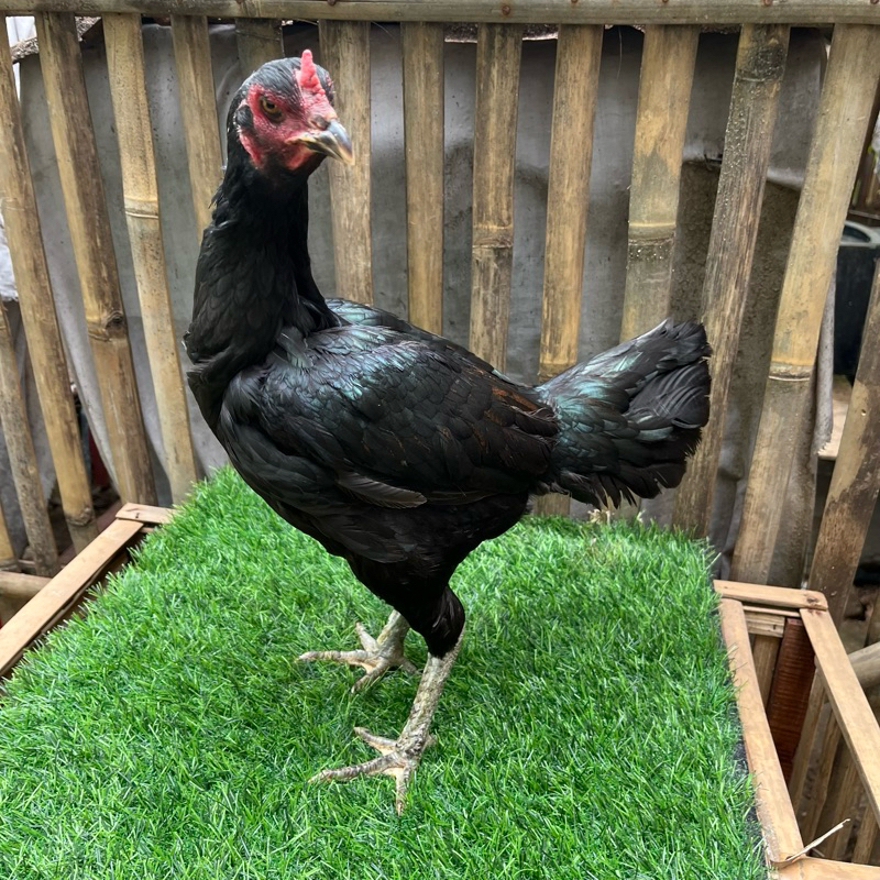 

Ayam biang sudah produksi