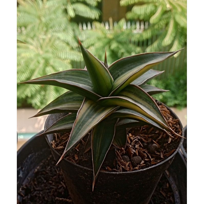 Sansivera fischeri varigata