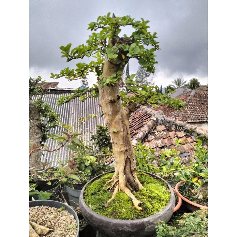 bonsai kaliage sisir
