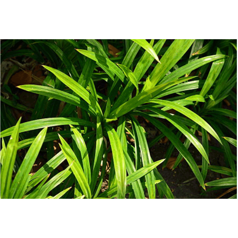 

DAUN PANDAN SEIKAT (10-15PCS)