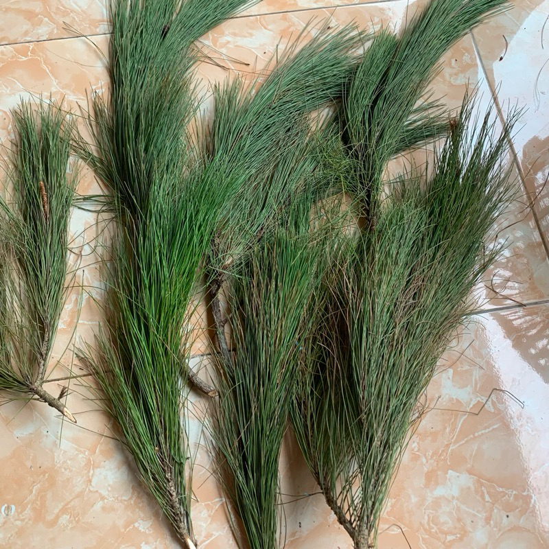 

Daun Pinus 1 Kg