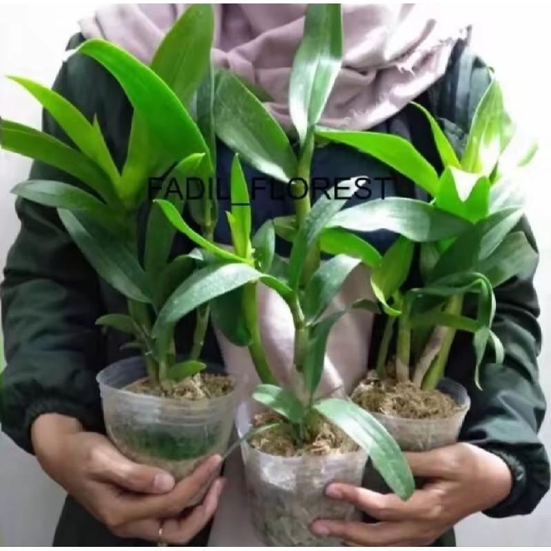 Anggrek dendrobium dewasa siap berbunga Anggrek dendrobium dewasa siap berbunga