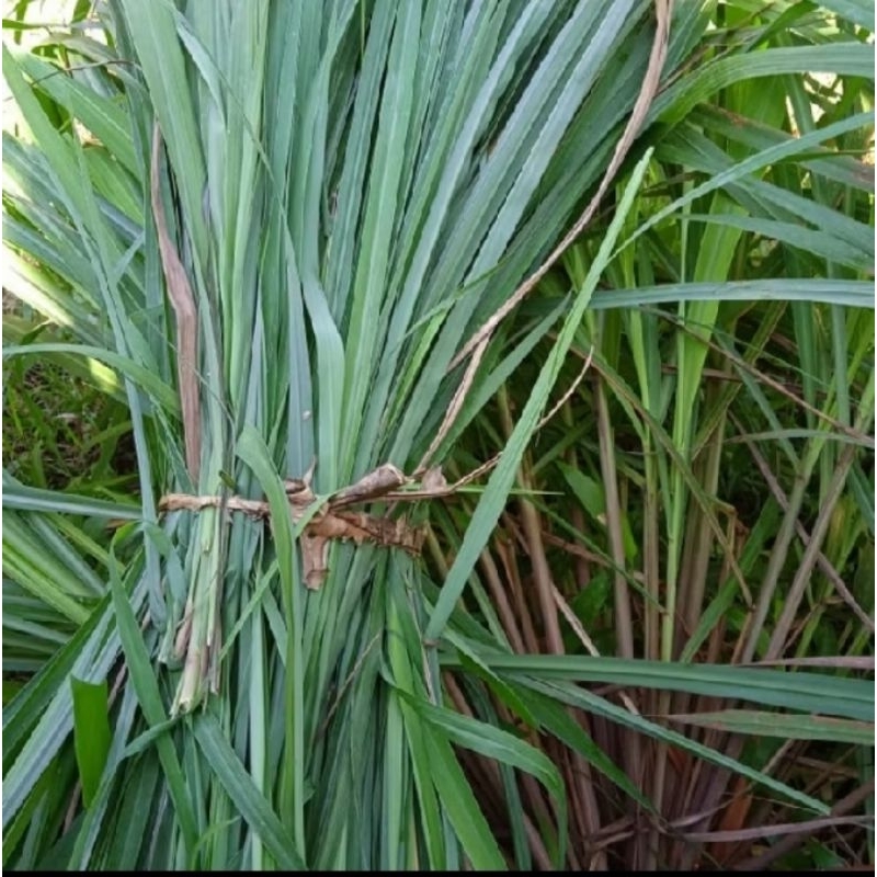 

Daun Sereh Wangi Netto 100gram Original