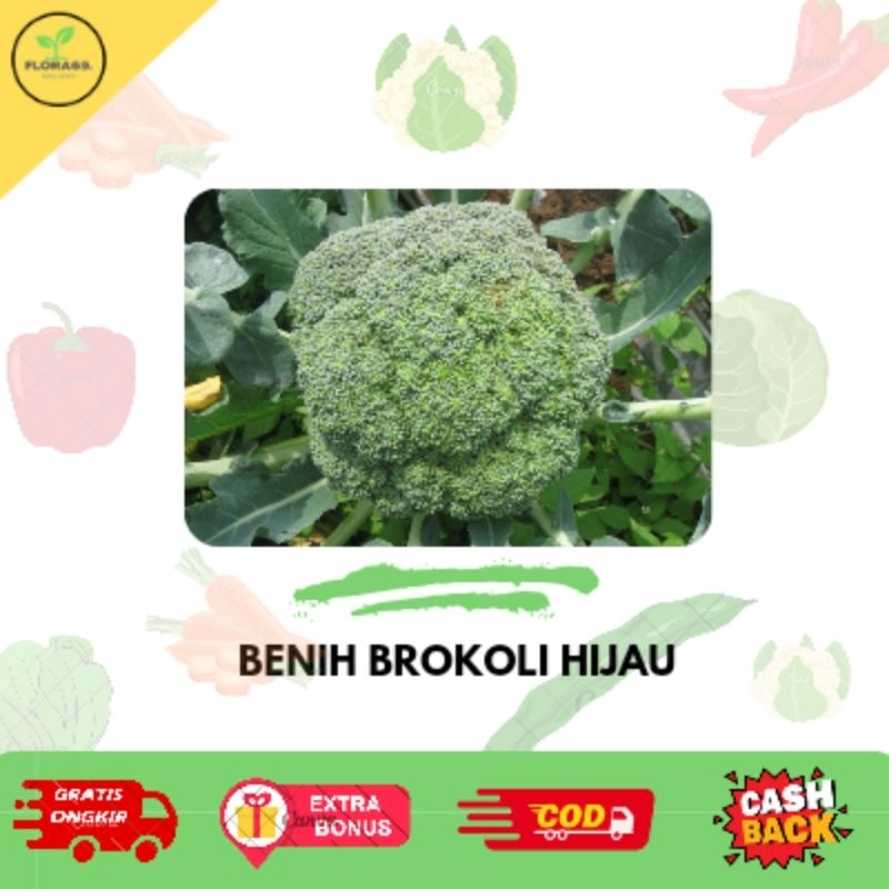 

Benih brokoli hijau F1 isi 5 biji berkualitas unggulan benih hidroponik benih sayuran rumahan