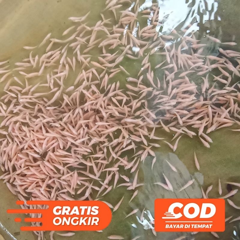 Ikan Gurame Padang Paket 20 Ekor Ukuran Nguaci | Bibit Ikan Gurame Padang