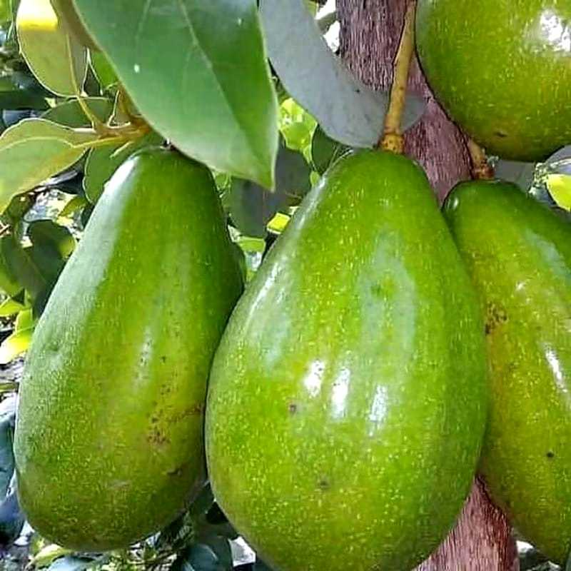 Bibit Alpukat Aligator Asli Hasil Okulasi Cepat Berbuah FREE PUPUK NPK