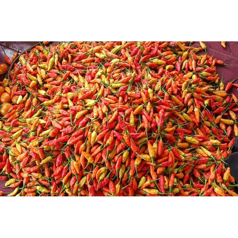 

cabai rawit merah ORI 212 250gram