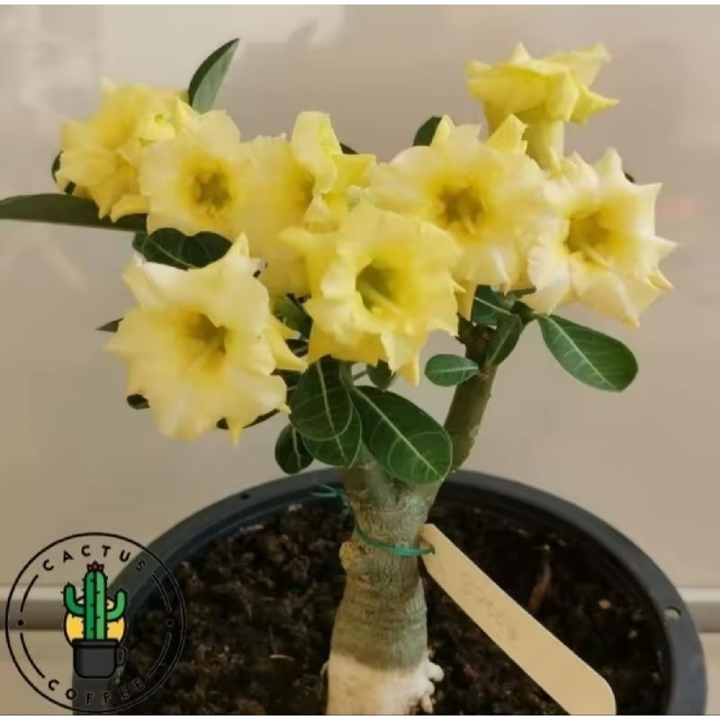 ADENIUM BUNGA TUMPUK BUNGA KUNING / TANAMAN HIAS BUNGA ADENIUM KUNING ADENIUM BUNGA TUMPUK BUNGA KUN