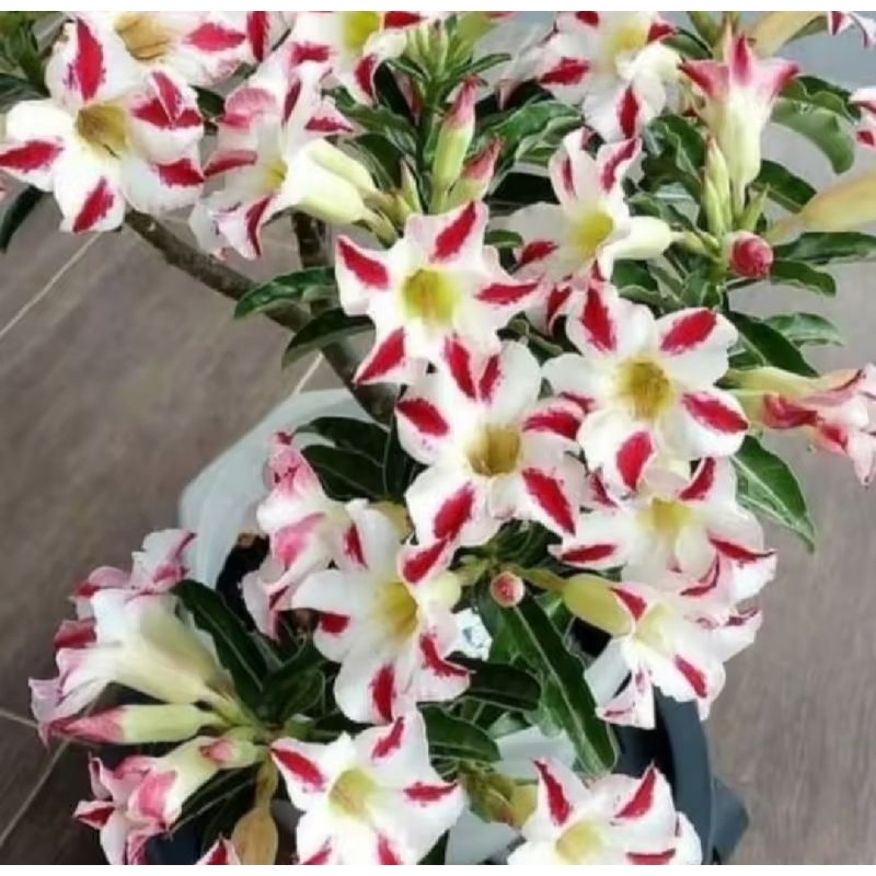 BIBIT BONSAI ADENIUM KAMBOJA RAINBOW WHITE CABANG SERIBU BIBIT BONSAI ADENIUM KAMBOJA RAINBOW WHITE 