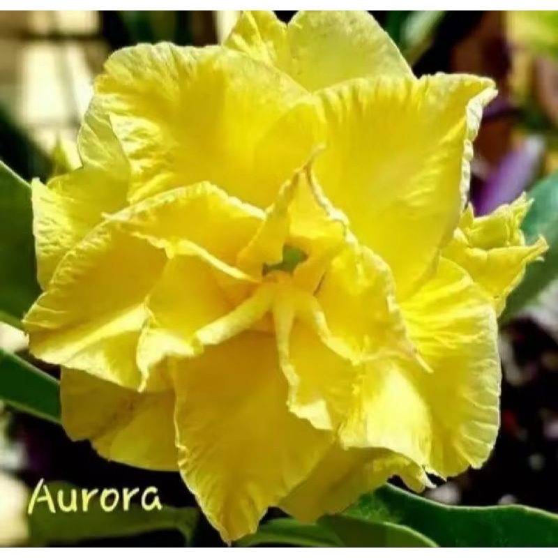 tanaman hias adenium kambang tumpuk kuning tanaman hias adenium kambang tumpuk kuning