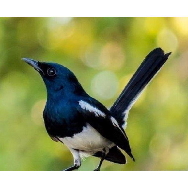 KACER DADA PUTIH Bahan pilihan mulus