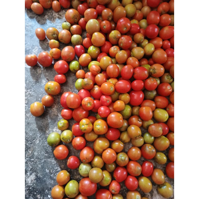 

READY TOMAT ukuran sedang - besar