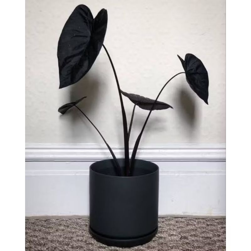 Tanaman Colocasia Black Magic / Keladi Black Pearl / Talas Hitam / Tanaman Hias Daun Hitam