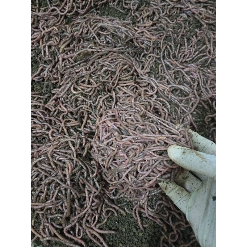 Cacing Susu | Cacing Fosfor | Berat Bersih 1kg