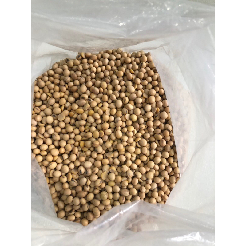 

kacang kedelai mentah tempe tauco air tahu lokal