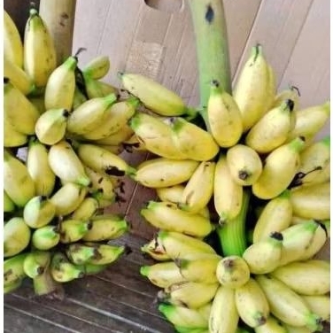 

PISANG PUTRI / PISANG EMAS 1 SISIR