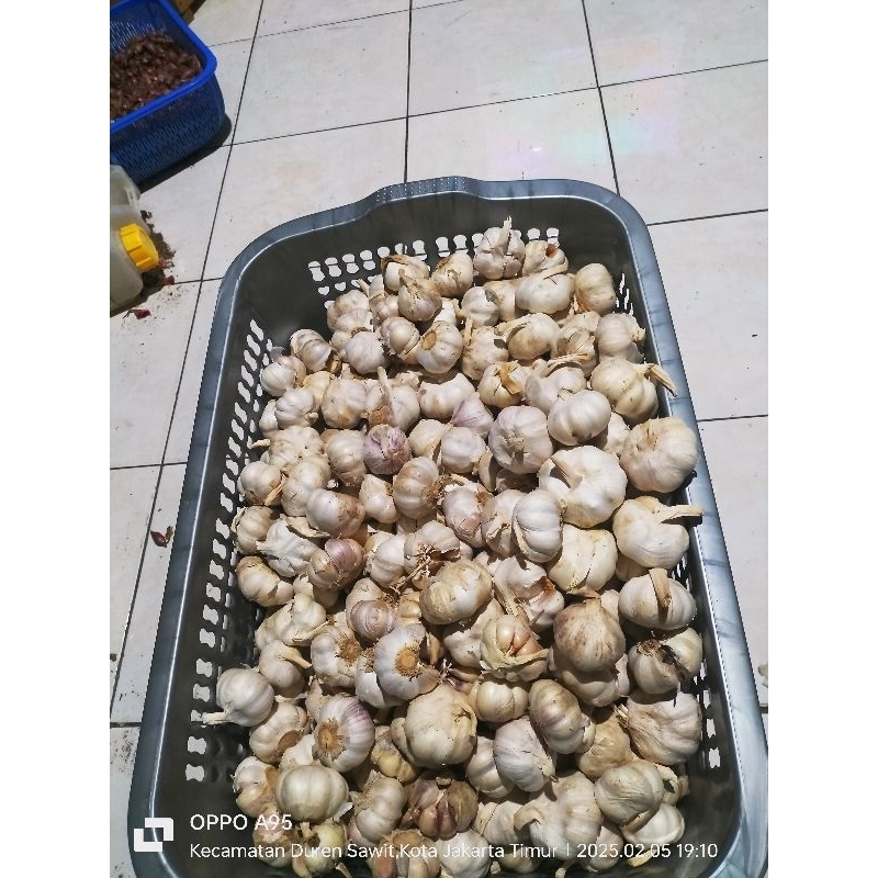 

Bawang Putih Kating Fresh 1KG